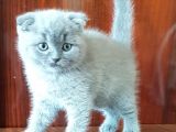 British Shorthair Yavruları