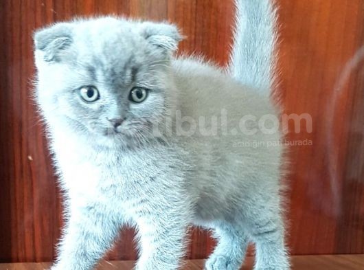 British Shorthair Yavruları görsel