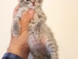 British Shorthair Yavruları