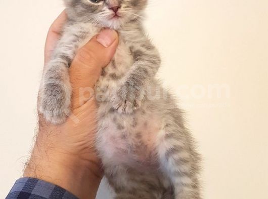 British Shorthair Yavruları görsel