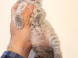 British Shorthair Yavruları