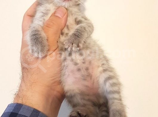 British Shorthair Yavruları görsel