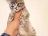 British Shorthair Yavruları