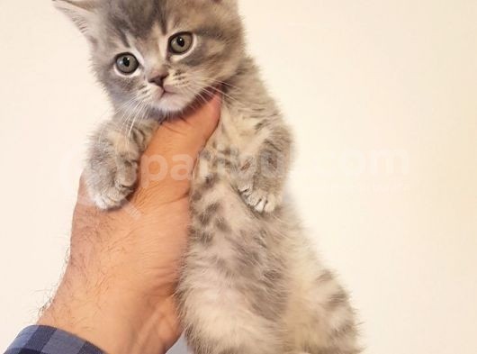 British Shorthair Yavruları görsel