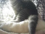 Safkan Asili Karneli Blue Silver Tabby Rengi