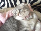 Safkan Asili Karneli Blue Silver Tabby Rengi