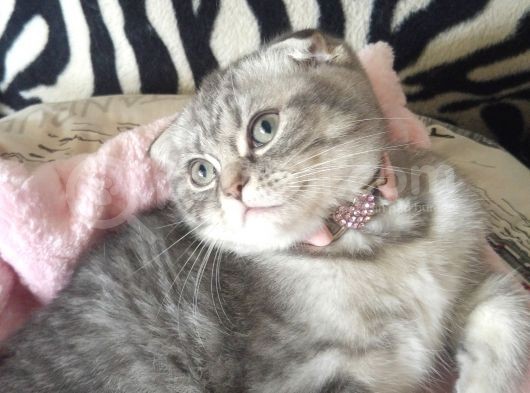 Safkan Asili Karneli Blue Silver Tabby Rengi görsel