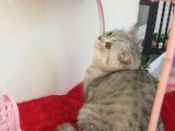 Safkan Aşılı Karneli