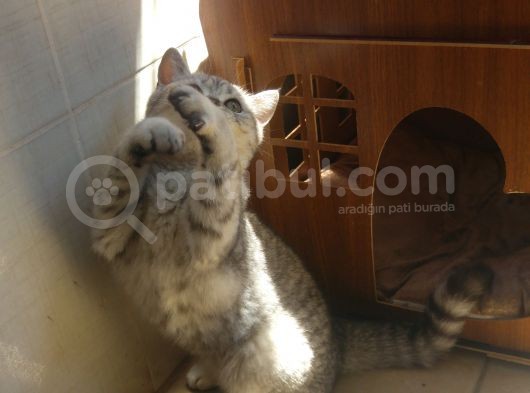 Safkan Aşılı Karneli görsel