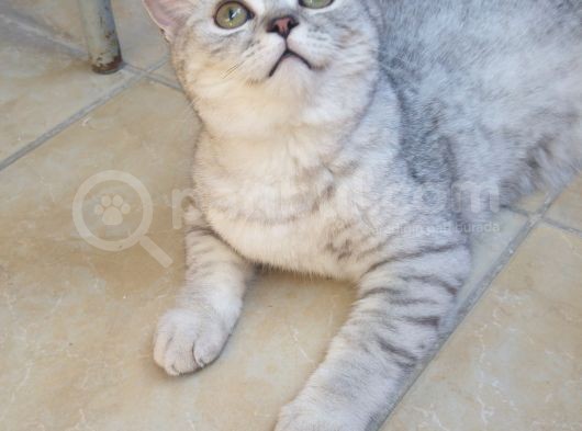 Safkan Aşılı Karneli görsel