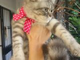 Safkan Asili Karneli Blue Silver Tabby Rengi