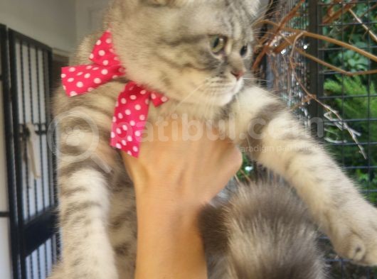 Safkan Asili Karneli Blue Silver Tabby Rengi görsel