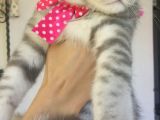 Safkan Asili Karneli Blue Silver Tabby Rengi