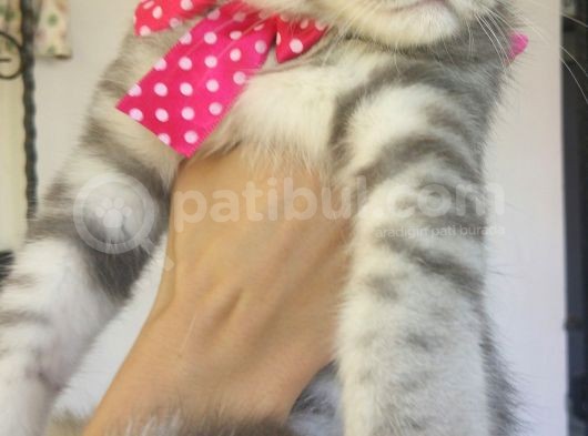 Safkan Asili Karneli Blue Silver Tabby Rengi görsel