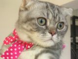 Safkan Asili Karneli Blue Silver Tabby Rengi