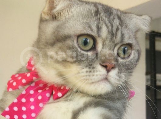 Safkan Asili Karneli Blue Silver Tabby Rengi