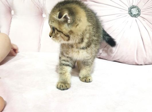 Kedilerimizi Sahiplendiriyoruz görsel