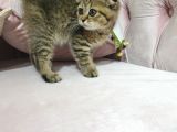 Kedilerimizi Sahiplendiriyoruz
