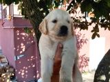 Golden Retriever Babyface Bebekler