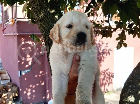 Golden Retriever Babyface Bebekler