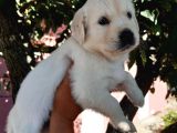 Golden Retriever Babyface Bebekler