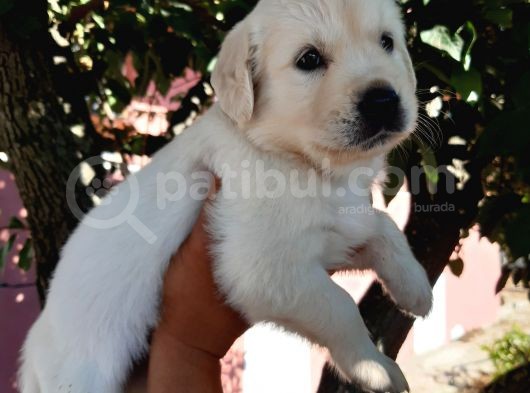 Golden Retriever Babyface Bebekler görsel