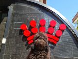 Siyah Minyatür Poodle