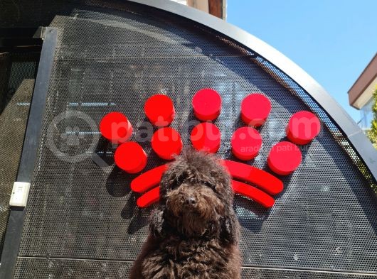 Siyah Minyatür Poodle görsel
