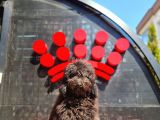 Siyah Minyatür Poodle