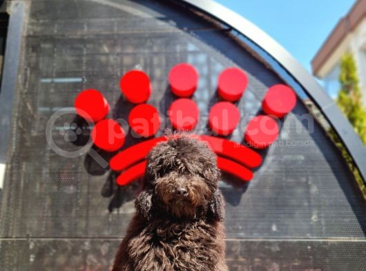 Siyah Minyatür Poodle görsel