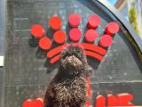 Siyah Minyatür Poodle