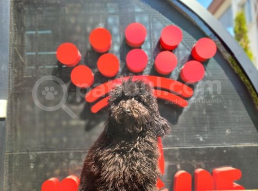 Siyah Minyatür Poodle görsel