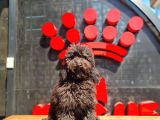 Siyah Minyatür Poodle