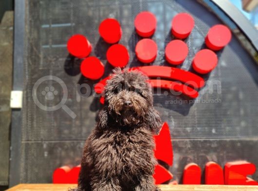 Siyah Minyatür Poodle