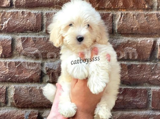 Sevimli Beyaz Maltipoo Yavrularımız görsel