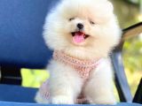 Ayıcık Sevimli Pomeranian Boo Bebekler