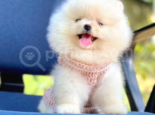 Ayıcık Sevimli Pomeranian Boo Bebekler