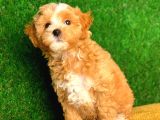 Irk ve Sağlık Garantili Maltipoo Yavrularımız