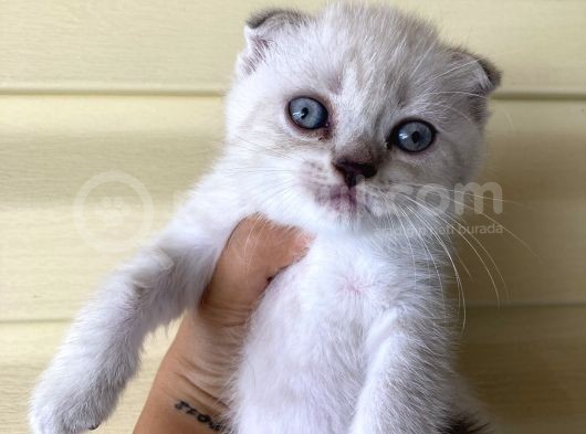 Safkan Blue Point Scottish görsel