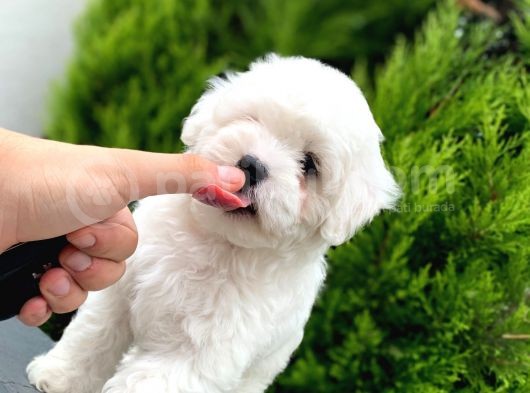 Dişi Safkan Maltese Terrier Yavrumuz