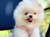 Ayıcık Sevimli Pomeranian Boo Bebekler
