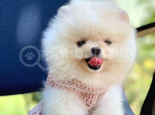Ayıcık Sevimli Pomeranian Boo Bebekler görsel