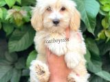 Sevimli Pofuduk Dişi Maltipoo Bebeğimiz