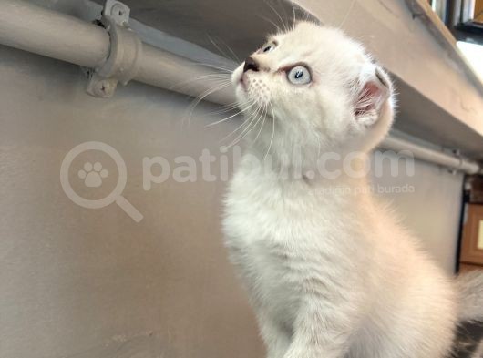 Safkan Blue Point Scottish görsel