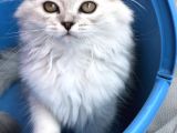 Scotish Longhair Silver
