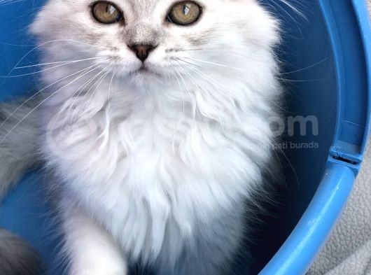 Scotish Longhair Silver görsel