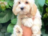 Sevimli Pofuduk Dişi Maltipoo Bebeğimiz