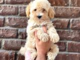Apricot Kayısı Renk Maltipoo Yavrularımız