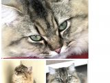 British Longhair Silver Erkek