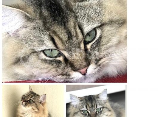 British Longhair Silver Erkek